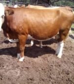 Simmental Calves Heifers Bulls - Image 2