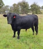 Simmental Calves Heifers Bulls - Image 10