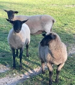 Suffolk Sheep for Sale – Rams and Ewes from USA and UK Our premium Suffolk Sheep are bred and raised in USA and UK, adhering to international standards and catering to the needs of both Muslim and Western markets. Known for their exceptional meat production, robust build, and easy temperament, Suffolk sheep are a popular choice for farmers and livestock breeders worldwide. We offer only Rams and Ewes, ensuring high-quality animals for breeding and farming operations. USA and UK Suffolk Sheep Exporters, Exportateurs de moutons Suffolk du USA and UK, Exportadores de ovelhas Suffolk do USA and UK, 巴西萨福克羊出口商, Exportadores de ovejas Suffolk de USA and UK, مصدرو أغنام سوفولك من البرازيل