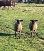 Suffolk Sheep for Sale - Image 6