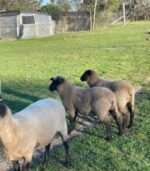 Suffolk Sheep for Sale - Image 5