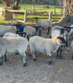 Suffolk Sheep for Sale - Image 4