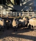 Suffolk Sheep for Sale - Image 3