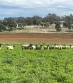 Suffolk Sheep for Sale - Image 2