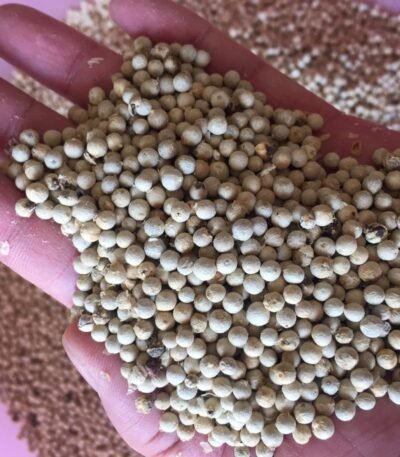 Premium White Pepper for Sale – Sustainably Processed in Brazil Our high-quality White Pepper is meticulously processed in Brazil to meet international standards Brazil White Pepper Exporters, Exportateurs de poivre blanc du Brésil, Exportadores de pimenta branca do Brasil, 巴西白胡椒出口商, Exportadores de pimienta blanca de Brasil, مصدرو الفلفل الأبيض من البرازيل