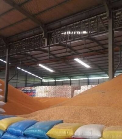 Premium Yellow Corn for Animal Feed – Sustainably Cultivated in Brazil Our Yellow Corn for Animal Feed is carefully cultivated in Brazil Brazil Yellow Corn for Animal Feed Exporters, Exportateurs de maïs jaune pour alimentation animale du Brésil, Exportadores de milho amarelo para ração animal do Brasil, 巴西饲料用黄玉米出口商, Exportadores de maíz amarillo para alimentación animal de Brasil, مصدرو الذرة الصفراء لعلف الحيوانات من البرازيل