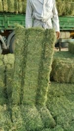 Alfalfa, Medicago sativa - Image 2