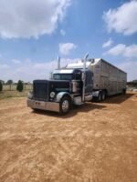 2007 Merritt Cattle - Image 2