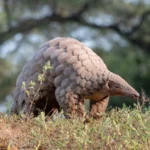 Pangolin - Image 3