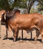 Red Brahman Calves, Heifers, Bulls - Image 5