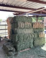 Alfalfa, Medicago sativa