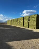 Alfalfa, Medicago sativa - Image 5