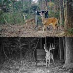 DAYTIME DEADFALL FEEDER - Image 4